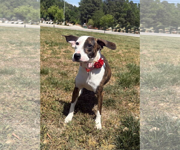 Medium Photo #2 Plott Hound-Unknown Mix Puppy For Sale in Raleigh, NC, USA