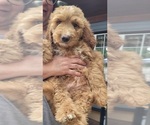 Puppy 11 Goldendoodle (Miniature)