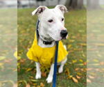 Small #2 American Pit Bull Terrier Mix