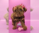 Small #3 YorkiePoo