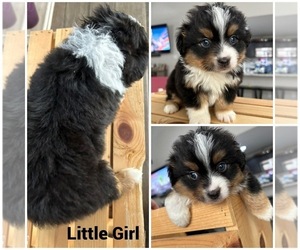 Miniature Australian Shepherd Puppy for sale in KLEIN, TX, USA