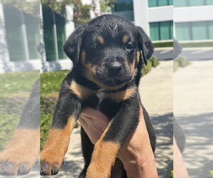 Labrottie Dogs for adoption in Dana Point, CA, USA