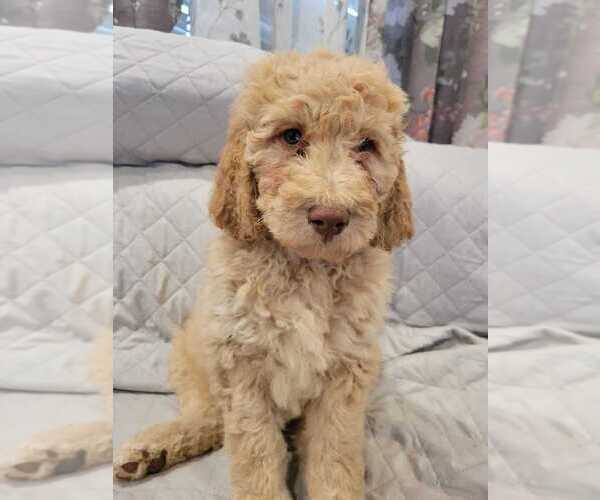 Medium Photo #16 Goldendoodle Puppy For Sale in WASHINGTON, DC, USA
