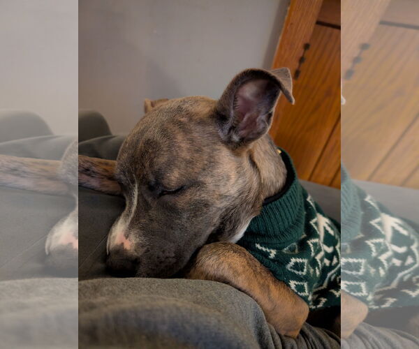 Medium Photo #5 Mutt Puppy For Sale in St. Louis Park, MN, USA