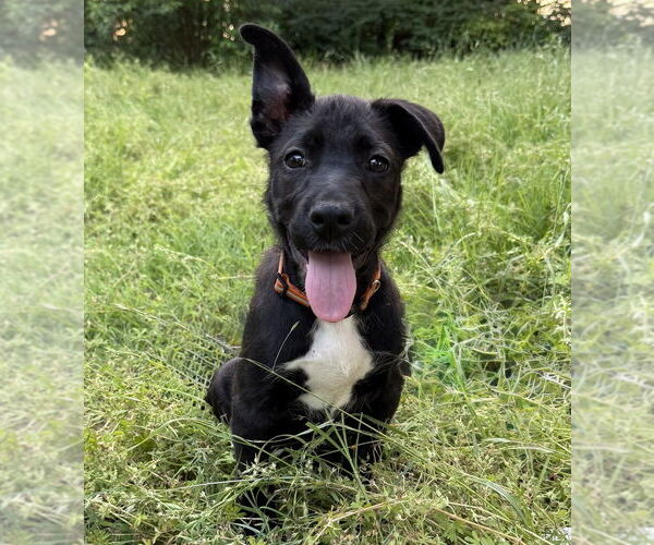 Medium Photo #13 Labrador Retriever-Unknown Mix Puppy For Sale in OKLAHOMA CITY, OK, USA