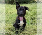 Small #12 Labrador Retriever Mix