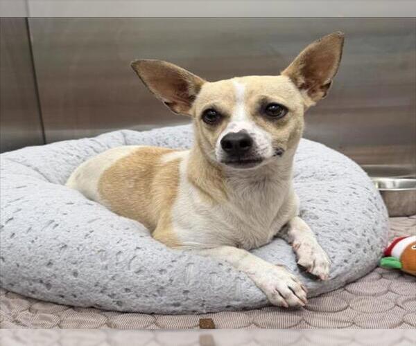 Medium Photo #1 Rat Terrier Puppy For Sale in Tracy, CA, USA
