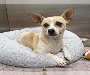 Rat Terrier Dogs for adoption in Tracy, CA, USA