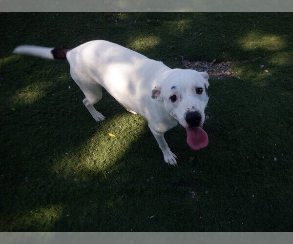 Medium Photo #1 Mutt Puppy For Sale in Oroville, CA, USA