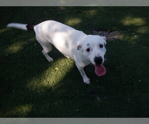 Mutt Dogs for adoption in Oroville, CA, USA