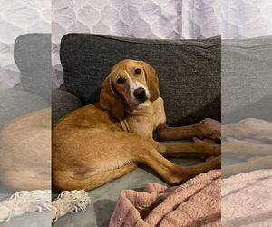 Coonhound-Unknown Mix Dogs for adoption in Columbus, IN, USA