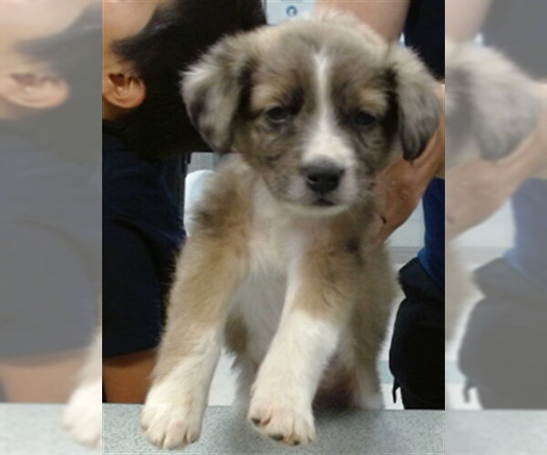 Medium Photo #1 Australian Shepherd Puppy For Sale in Oklahoma City, OK, USA