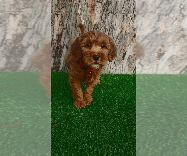 Medium Photo #3 Goldendoodle (Miniature) Puppy For Sale in INDIANAPOLIS, IN, USA