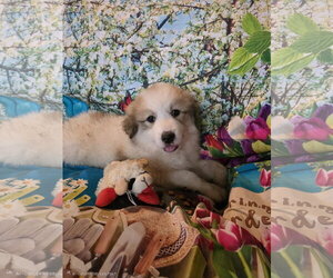 Great Pyrenees Dogs for adoption in Spring, TX, USA