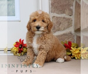 Goldendoodle (Miniature) Puppy for sale in GORDONVILLE, PA, USA