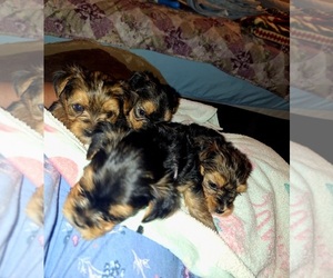Yorkshire Terrier Puppy for sale in SAN ANTONIO, TX, USA