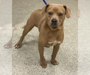 Staffordshire Bull Terrier-Unknown Mix Dogs for adoption in Conroe, TX, USA