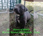 Small Photo #8 American Pit Bull Terrier Puppy For Sale in DELAWARE, OH, USA