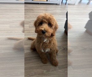 Goldendoodle (Miniature) Puppy for sale in DUNDEE, IL, USA