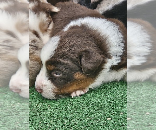 Medium Photo #14 Australian Shepherd Puppy For Sale in NELSON, VA, USA