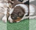 Small #13 Australian Shepherd