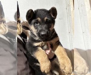 German Shepherd Dog Puppy for sale in PULASKI, PA, USA