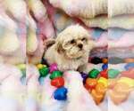 Puppy Orchids 2 M Shih Tzu