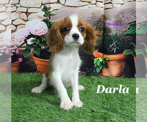 Cavalier King Charles Spaniel Puppy for sale in CHANUTE, KS, USA