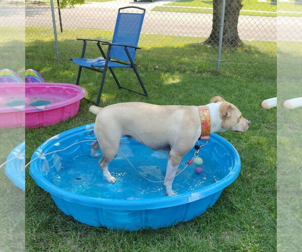 Medium Photo #65 American Pit Bull Terrier-Unknown Mix Puppy For Sale in Fargo, ND, USA