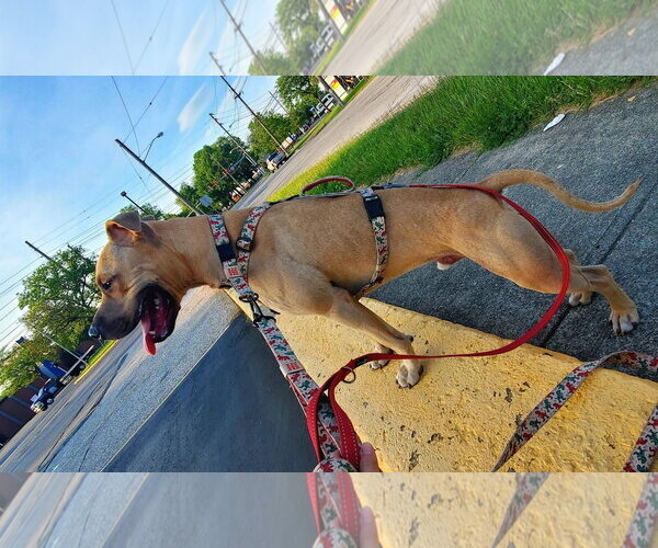 Medium Photo #6 American Staffordshire Terrier-Labrador Retriever Mix Puppy For Sale in Strongsville, OH, USA