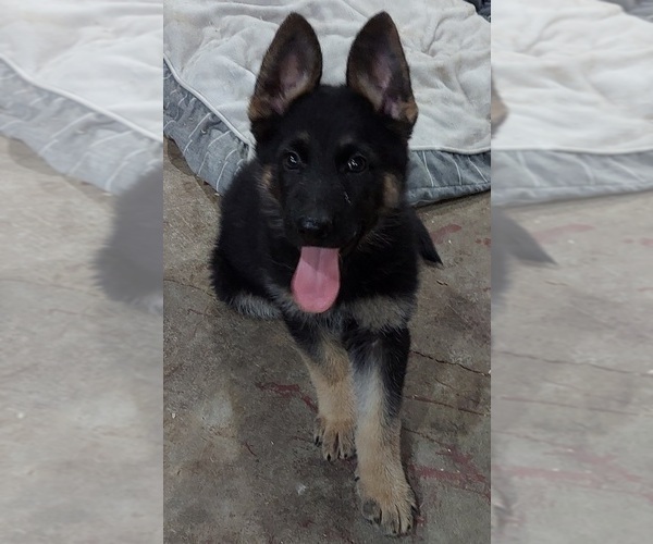 Medium Photo #8 German Shepherd Dog Puppy For Sale in EOLIA, MO, USA