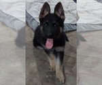 Small #7 German Shepherd Dog