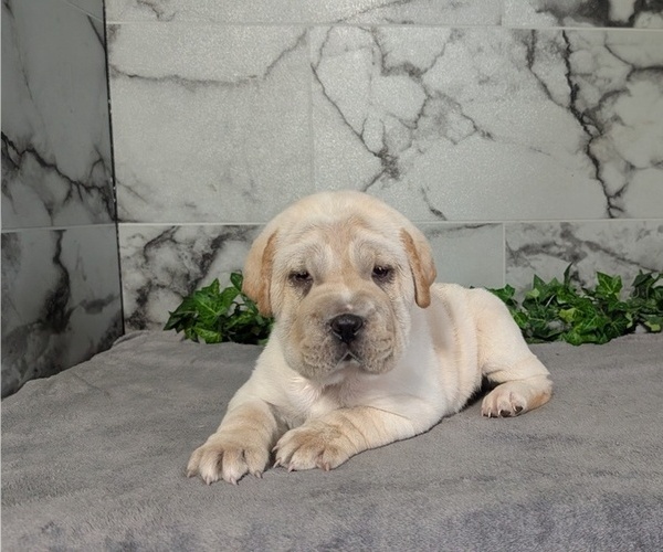 Medium Photo #3 Cocker-Pei Puppy For Sale in GOSHEN, IN, USA