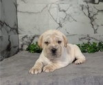 Small #2 Cocker-Pei