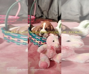 Basset Hound Puppy for sale in VILLISCA, IA, USA