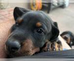 Puppy 2 Doberman Pinscher