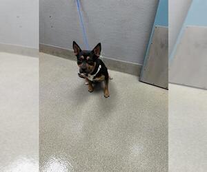 American Pit Bull Terrier-Unknown Mix Dogs for adoption in Las Vegas, NV, USA
