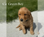 Puppy Green Boy Golden Labrador