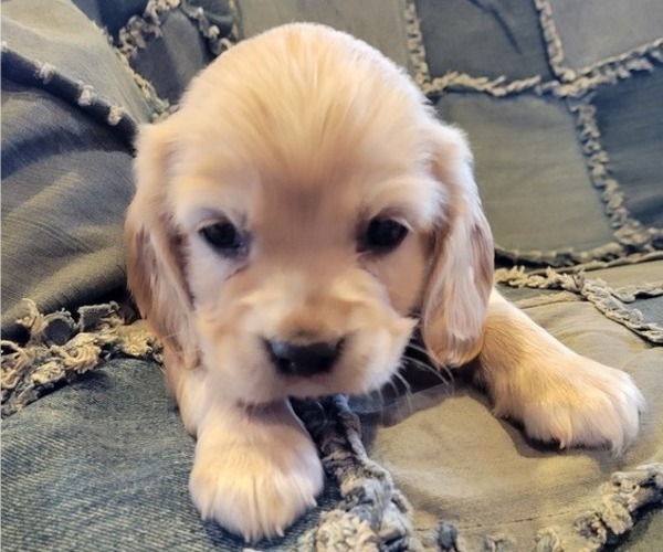Full screen Photo #3 Cocker Spaniel Puppy For Sale in WITHEE, WI, USA