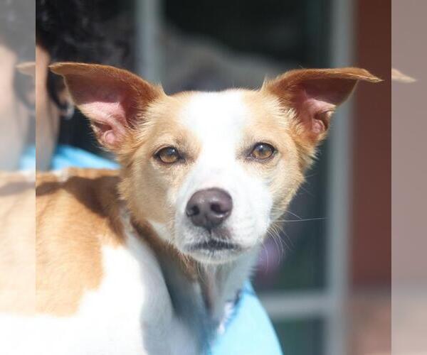 Medium Photo #1 Mutt Puppy For Sale in San Antonio, TX, USA