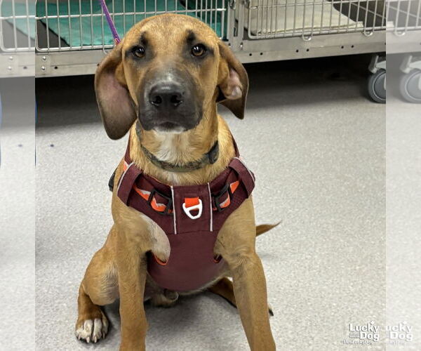 Medium Photo #2 Retriever -Rhodesian Ridgeback Mix Puppy For Sale in Washington, DC, USA