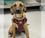 Small #1 Retriever -Rhodesian Ridgeback Mix