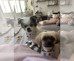 Small Photo #5 Shiranian Puppy For Sale in Raleigh, NC, USA