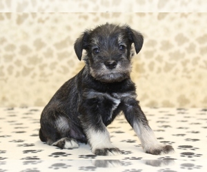 Schnauzer (Miniature) Puppy for sale in DENVER, PA, USA