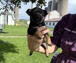 Small #4 Rat Terrier