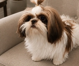 Father of the Shih Tzu puppies born on 04/24/2026