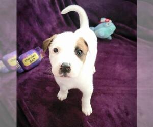 Labrador Retriever-Unknown Mix Dogs for adoption in Waco, TX, USA
