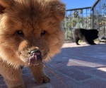 Small Photo #6 Chow Chow Puppy For Sale in LOS ANGELES, CA, USA