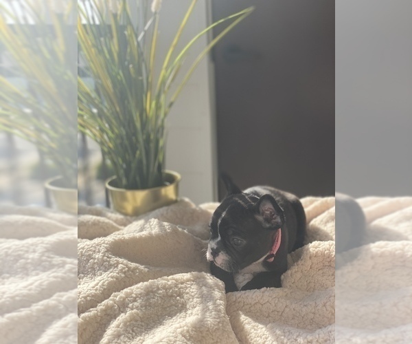 Medium Photo #4 French Bulldog Puppy For Sale in FORT WORTH, TX, USA