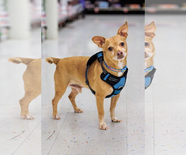 Medium Photo #3 Chihuahua-Unknown Mix Puppy For Sale in McKinney, TX, USA
